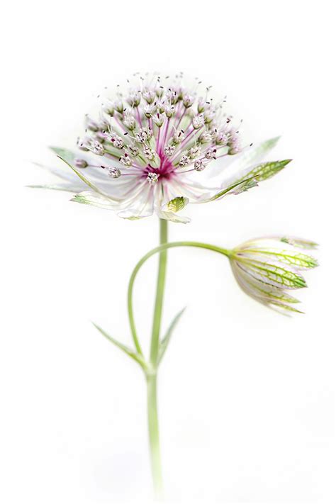 jayne dibnah|Jane Dibnah – International Garden Photographer of the Year